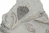 Fossil Crinoid Plate (Ten Species) - Crawfordsville, Indiana #197611-6
